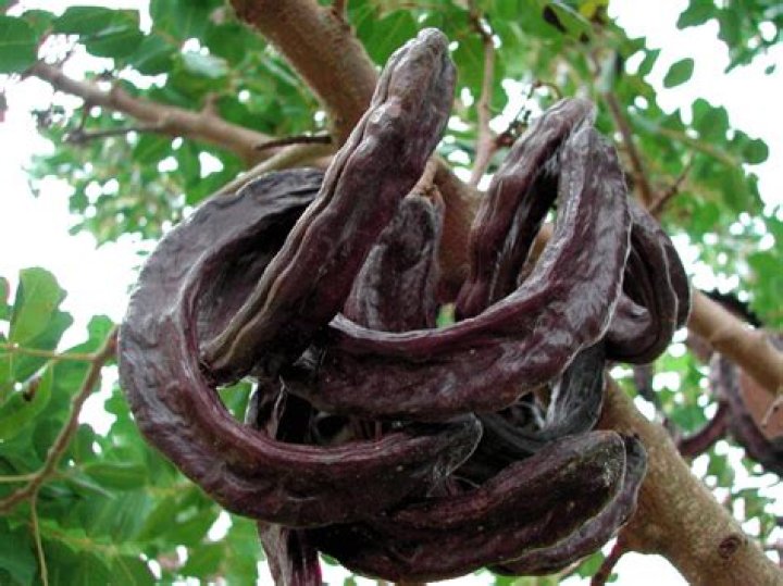 Surprising Health Benefits Of Prekese