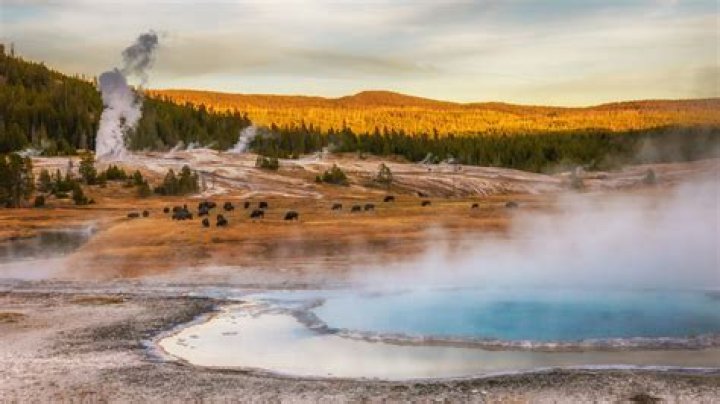 Who Was Yellowstone Cast Cody Ring | Wikipedia And Age